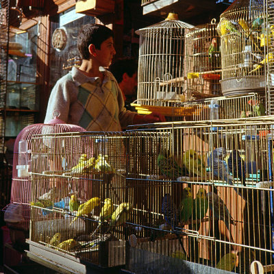 Bird seller, Istanbul, 1990