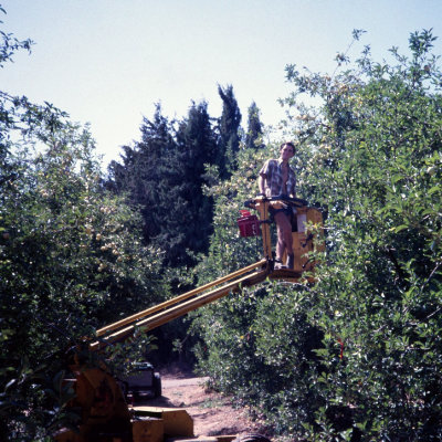 Picking apples, Israel, 1987