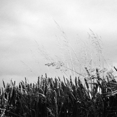 Wild oats, Croft-on-Tees