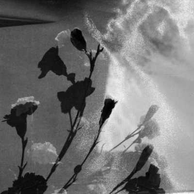 Carnations
