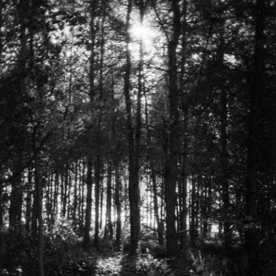 Woods by Croft Spa