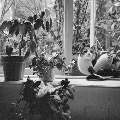 A cat that used to come in my window, West Dulwich