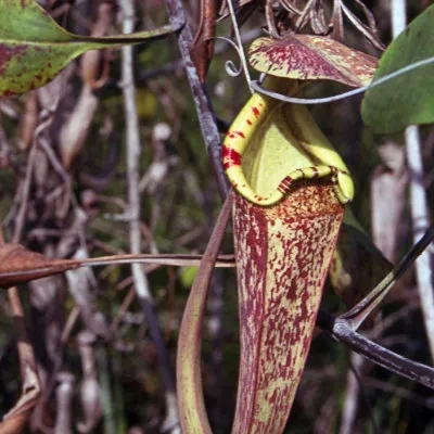 A pitcher plant, Bako, Sarawak