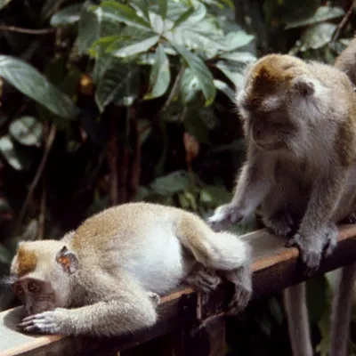 Macaques at Bako