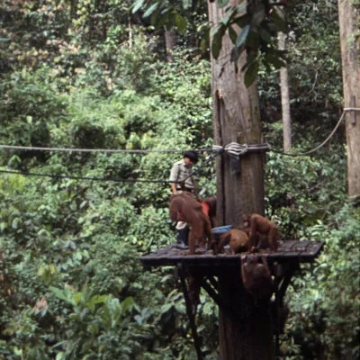 Orang utan feeding station, Sepilok