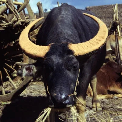 Water buffalo, Heho market