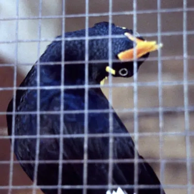 A minah bird, Kandy