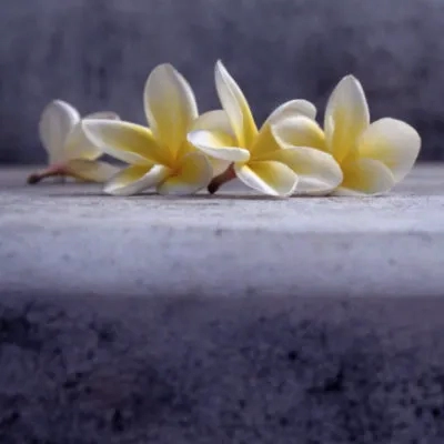 Fallen frangipani blossom, Phra Nakhom Kiri