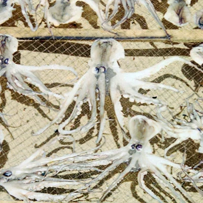 Octopuses drying in the sun