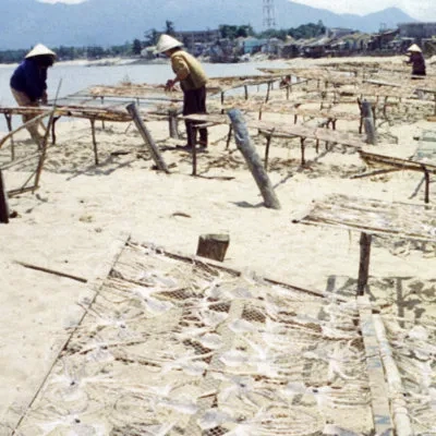 Drying octupuses, Nha Trang